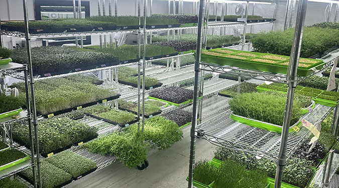 Shelves of vibrant microgreens in a well-lit indoor farm. Trays filled with lush, green plants convey a sense of growth and sustainability.